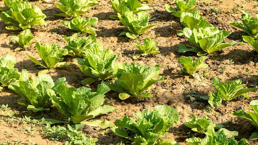 Cabbage growing in a field during daytime - Karma Lakelands