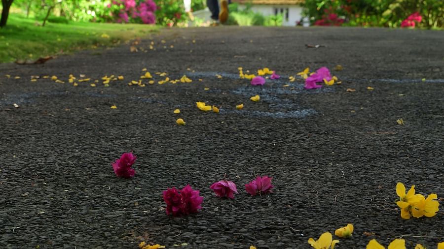 A person walking on a path where there are flowers