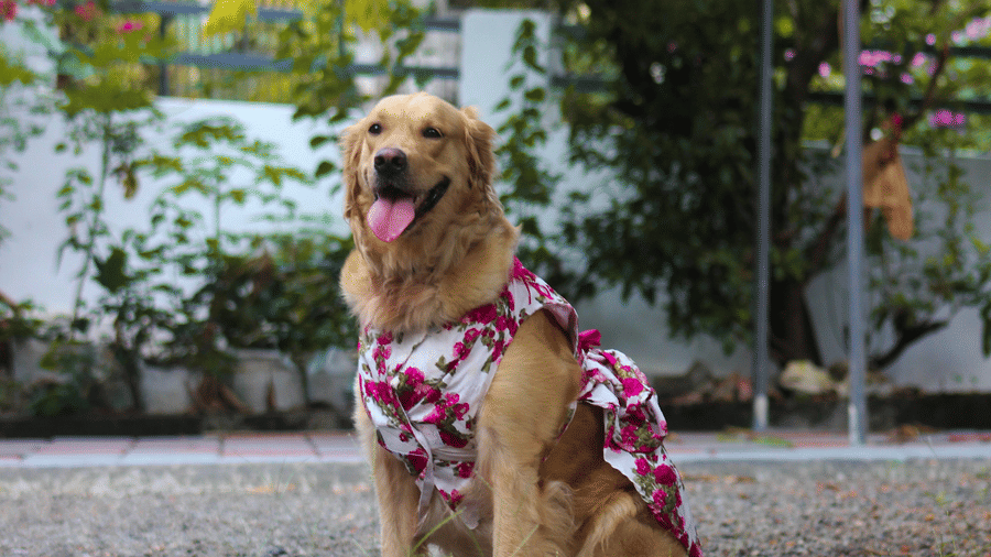 A dog sitting on the side of a road with a safety vest in front of a pet-friendly resort near Delhi