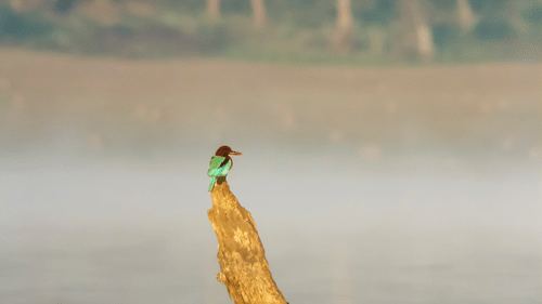 A kingfisher perched on a tree stump on the kabini river with trees in the background