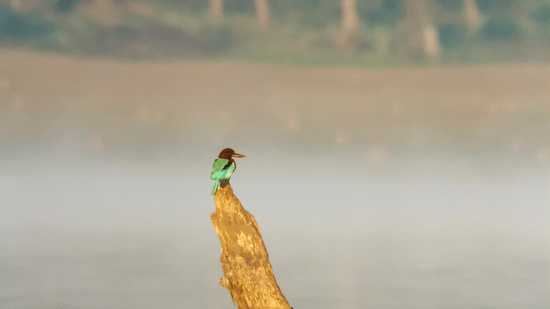 A green bee-eater perched on a weathered tree stump rising from calm water, with a soft, misty forest backdrop in the distance.