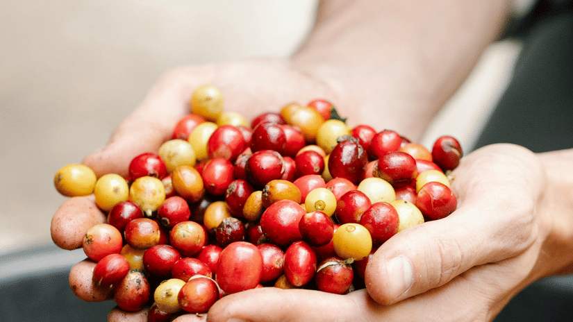 A person holds a handful of ripe red and yellow coffee cherries over a large collection.