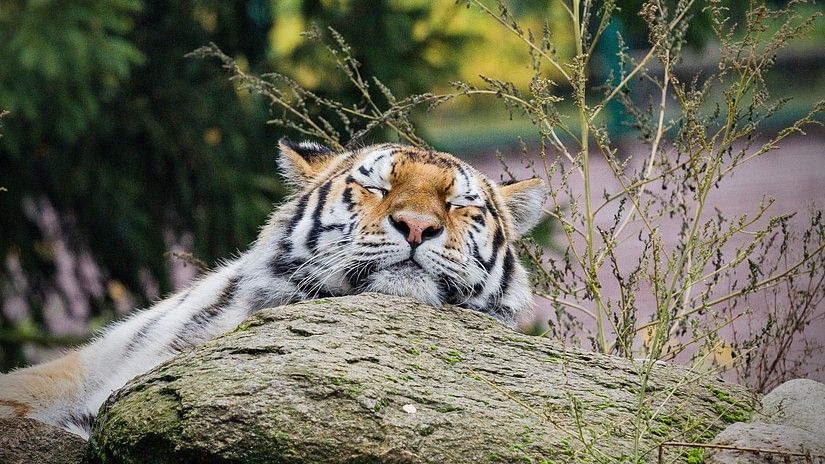 A tiger napping on a rock with greenery in th ebackground