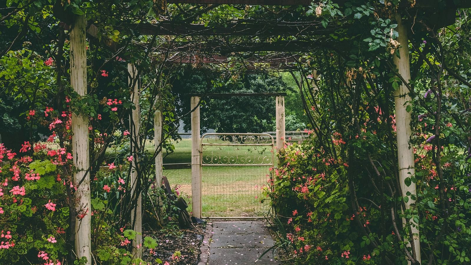 A pathway in a garden covered with creepers.