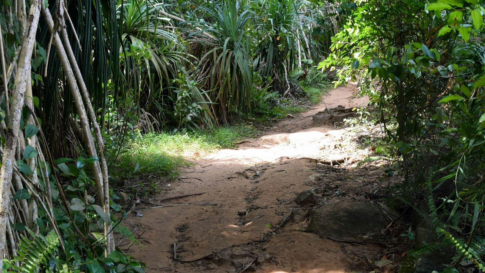 A mud path surrounded by trees, plants and climbers at Te Aroha By Shervani, Mukteshwar