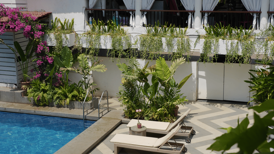 A view through green leaves showing a swimming pool, sun loungers, and a white building with arched windows at Bougainvillea, Alibaug.