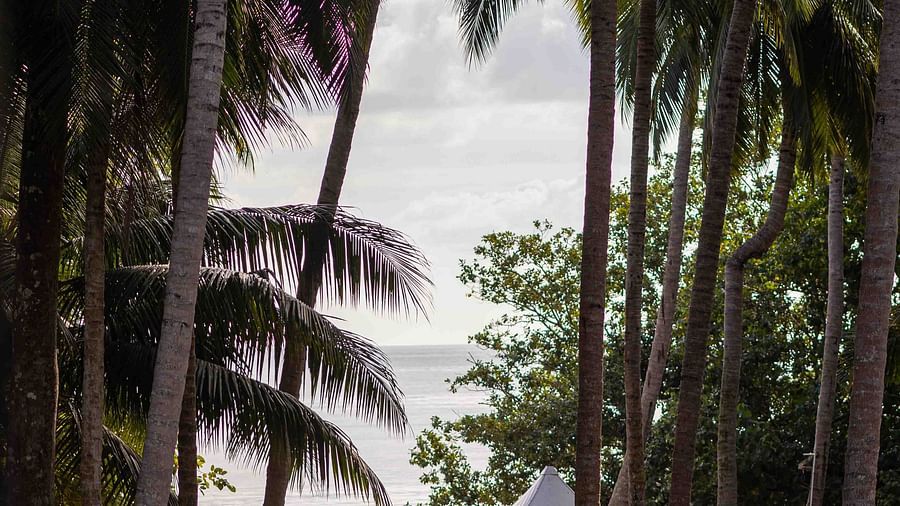 A spacious, tropical outdoor area featuring shaded seating under a thatched roof. The surrounding palm trees and lush greenery create a relaxing environment - Coral Reef Resort & Spa, Havelock
