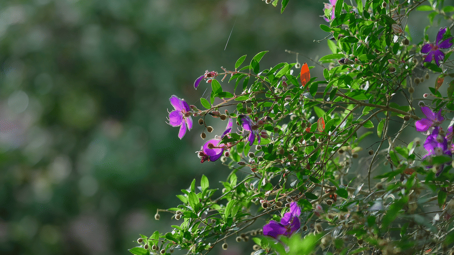 A leafy green bush with small purple blossoms and green leaves shown in close-up against a blurred background at Kadkani River Resort, Coorg.