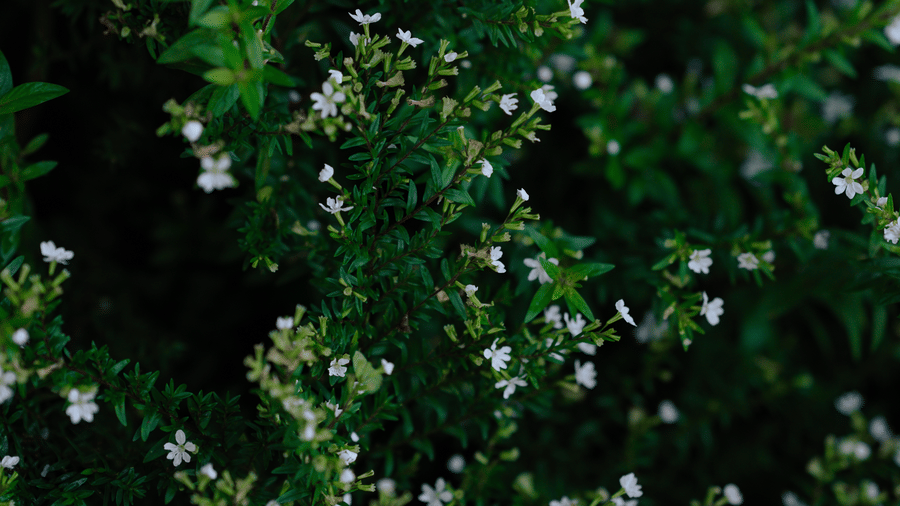 A close-up view of dark green foliage filled with small white flowers and tiny leaves at Kadkani River Resort, Coorg.