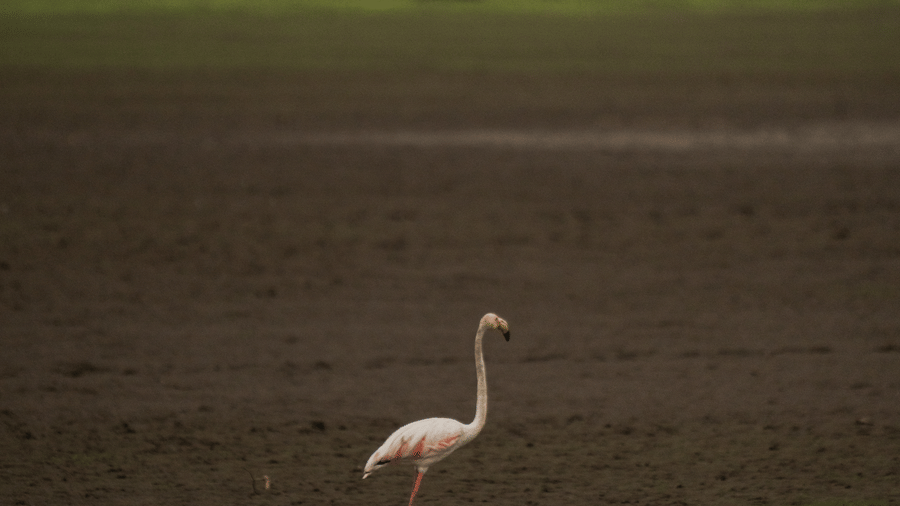 A flamingo standing in shallow water.