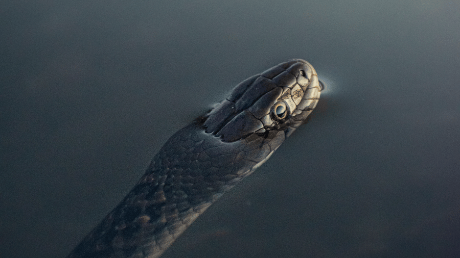 A reptile partially submerged in the water, with half of its face visible above the surface.