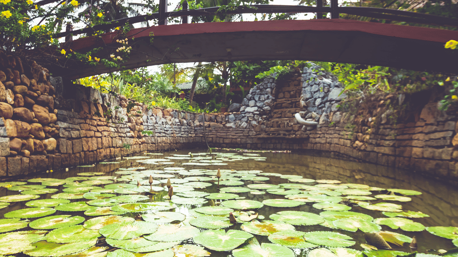 Small pond with blooming water lilies, bordered by palm trees and a narrow wooden bridge at Paradise Lagoon Resort, Udupi.