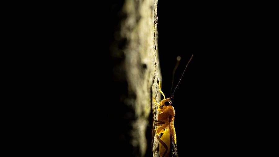 an image if an insect resting on trunk of a tree, with a dark background.
