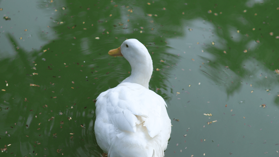 Nature-3