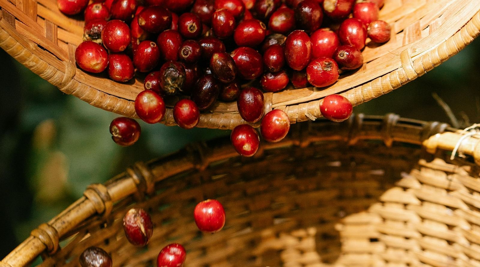 image of raw coffee berries being harvested from the wild
