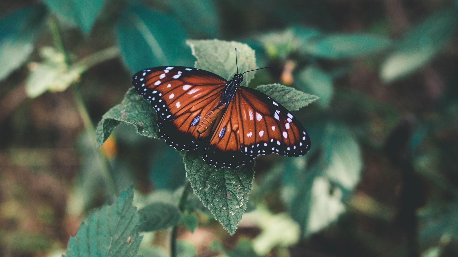 Butterfly Park 