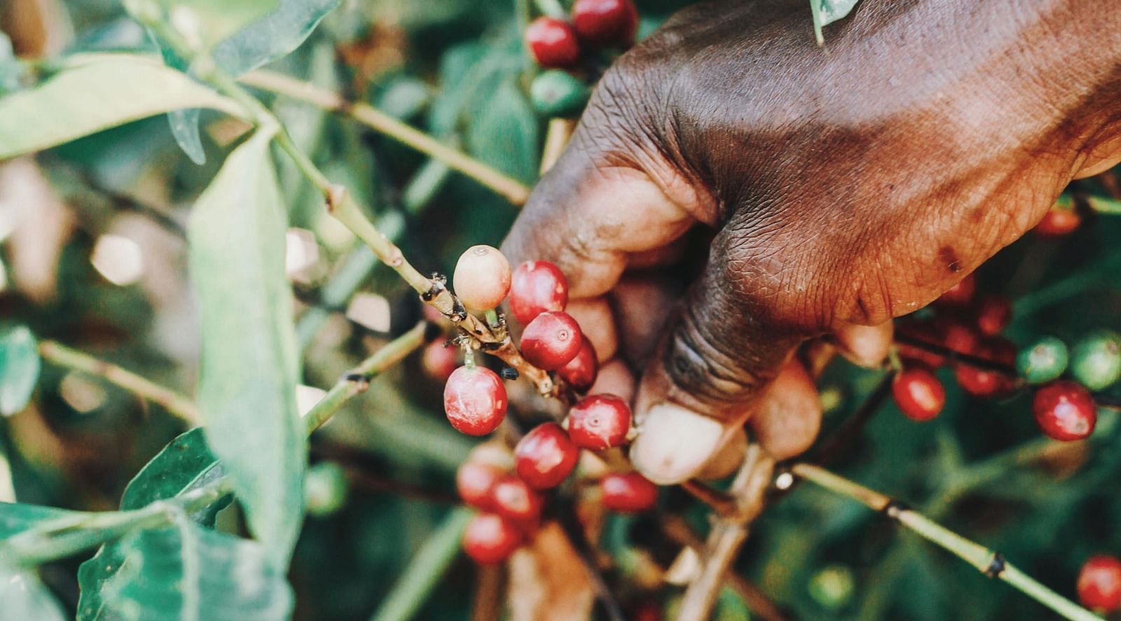 Man plucking coffee beans from a coffee plant.