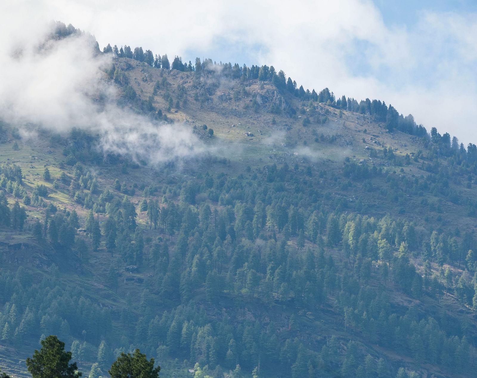 a lush green landscape in a hilly area in manali