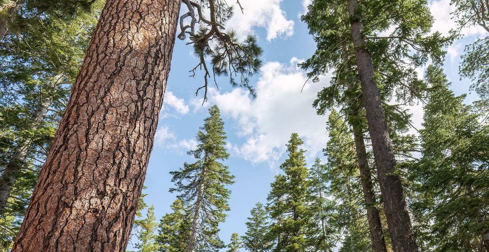 Cabin under towering pine trees with private deck at Kit Carson Lodge.