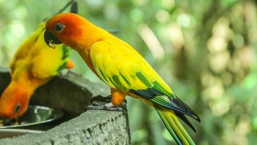 Two lovebirds sipping water