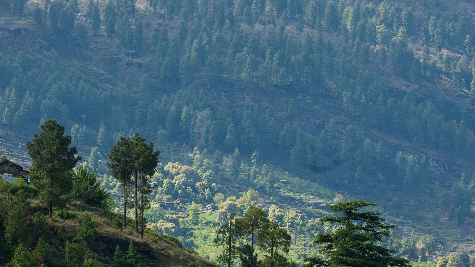 a lush green landscape in a hilly area in manali