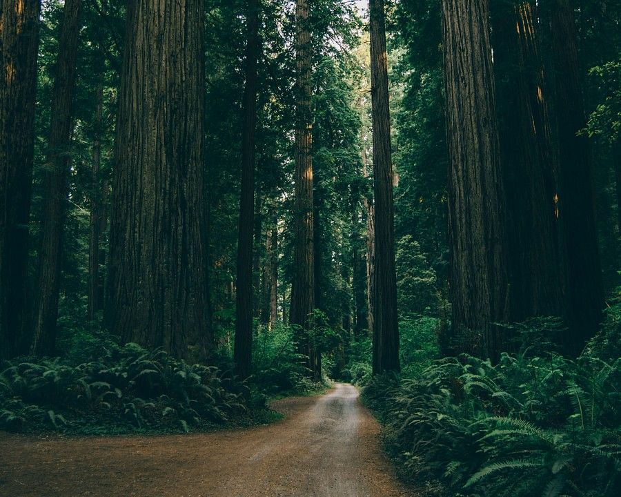 A dense forest of towering redwood trees, with a narrow path leading through the tranquil, green environment.