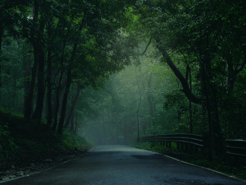 A narrow road passing through dense forest with mist visible in the distance.