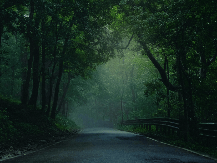 A narrow road passing through dense forest with mist visible in the distance.