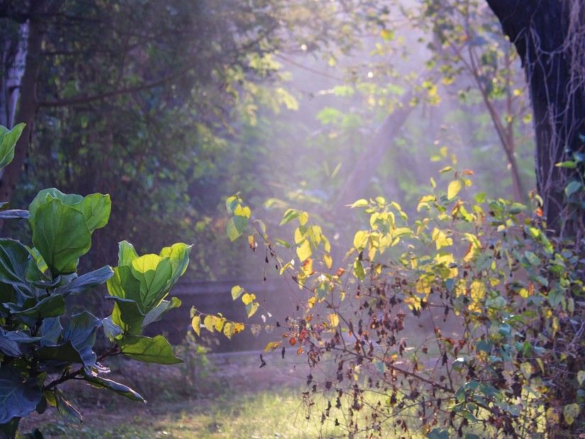 flora in Bandipur National Park