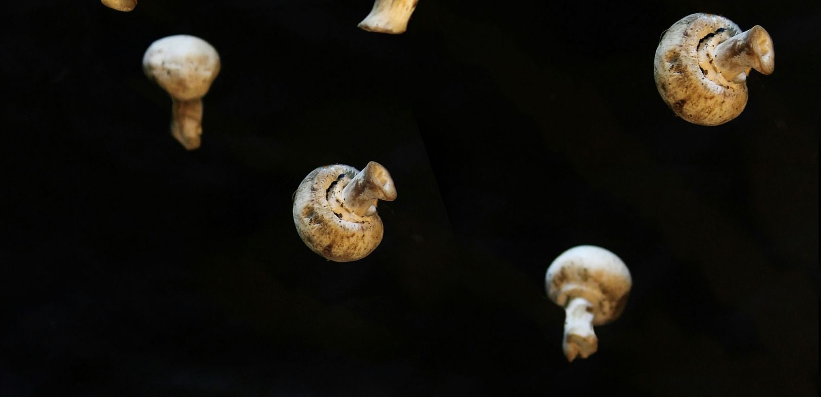 Mushrooms falling into a wooden bowl.