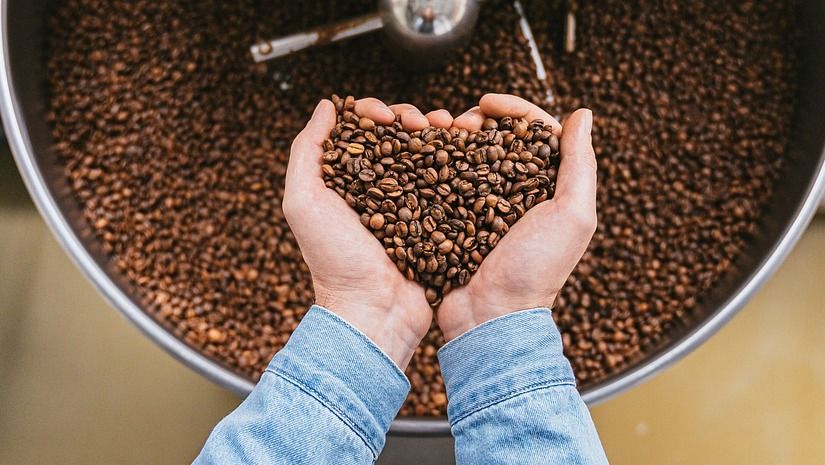 cocoa beans 
