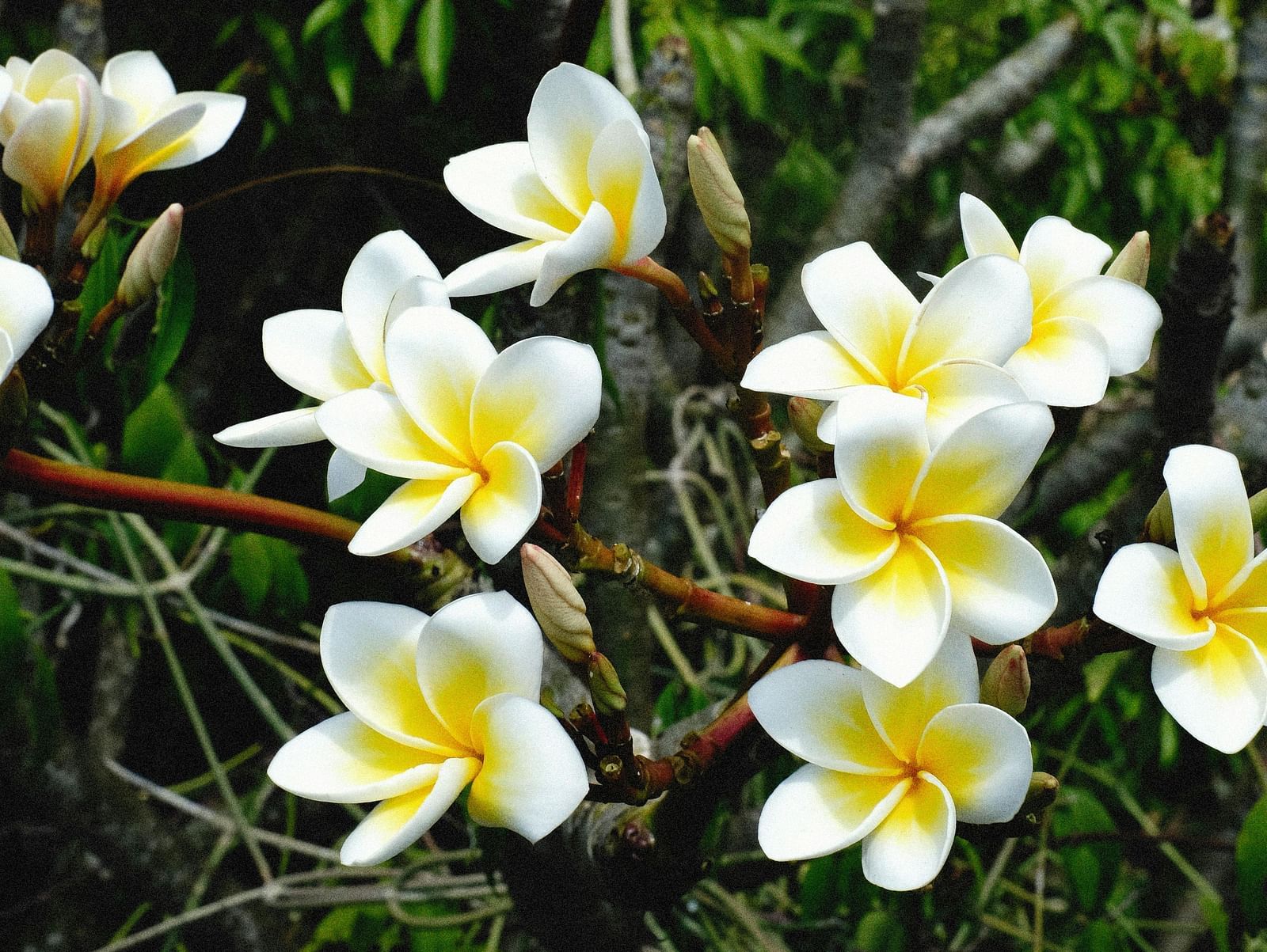Close-up of two wilted flowers with leaves on the ground.