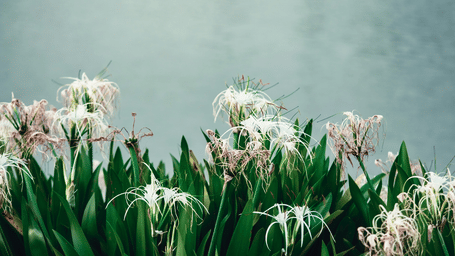 A view of flowers blooming near a waterbody with greenery in the background, it is one of the things you can see when travelling from Ambala to Ludhiana.
