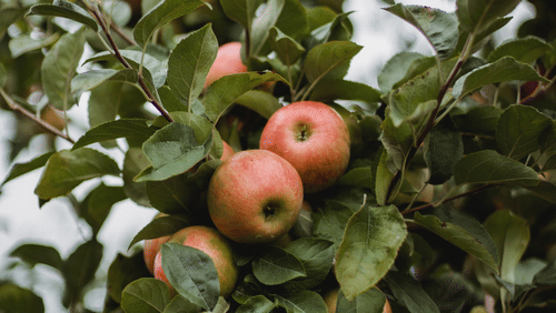 Apple tree filled with apples inside an orchard - Ramgarh Bungalows, Nainital.
