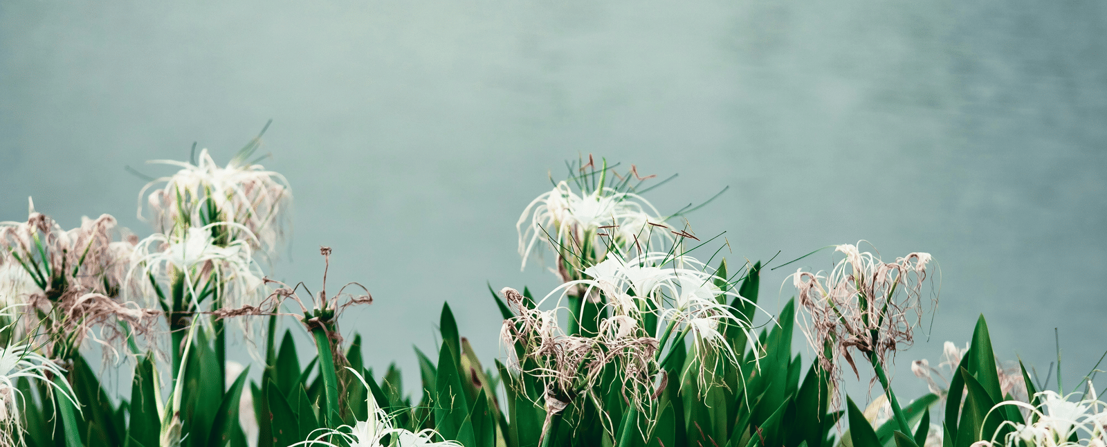 A view of flowers blooming near a waterbody with greenery in the background, it is one of the things you can see when travelling from Ambala to Ludhiana.