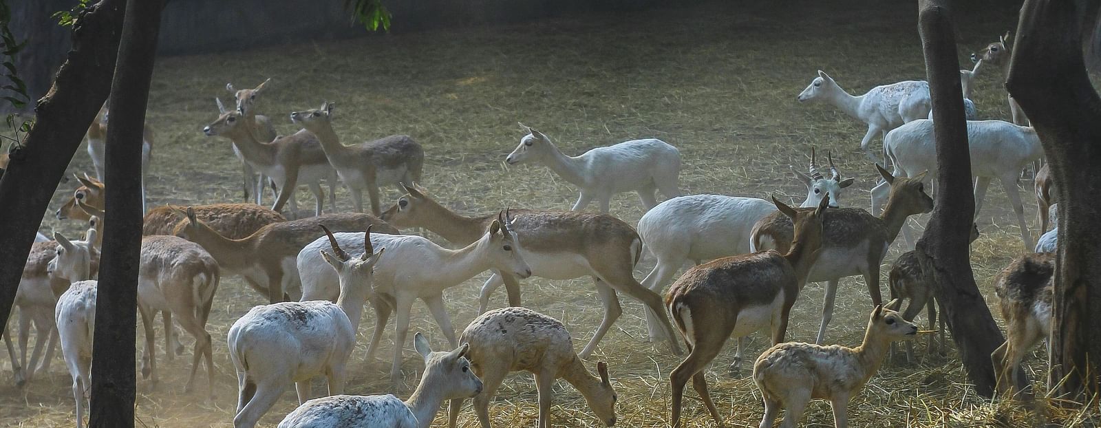 image of a herd of deer grazing in a forest over green grass