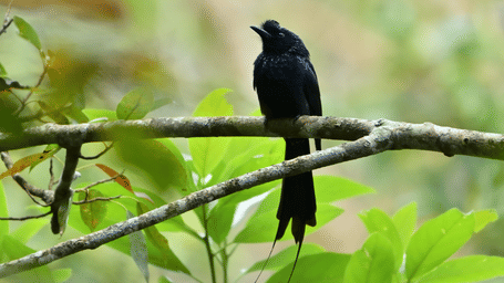 Lesser Racketailed Drongo