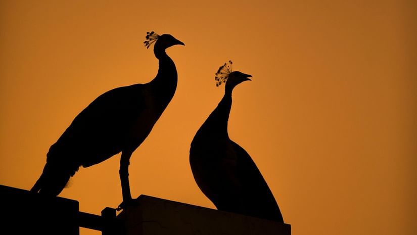 Silhouettes of two peacocks perched upon a wall at Tirupati Zoo