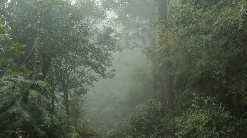 A narrow dirt trail passing through dense forest with tall trees and light mist visible between the foliage.