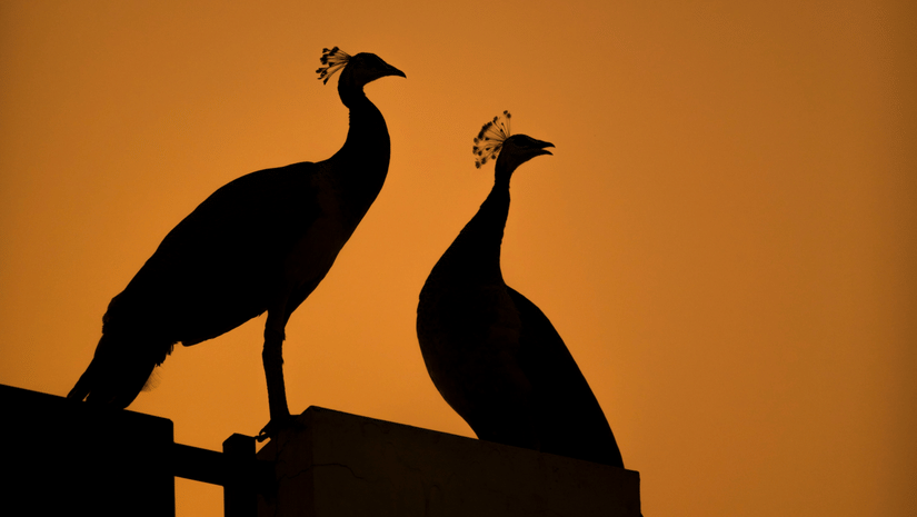 Silhouettes of two peacocks perched upon a wall at Tirupati Zoo.