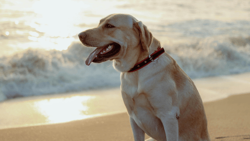 pexels-gautham-reghu-1029880-30238512