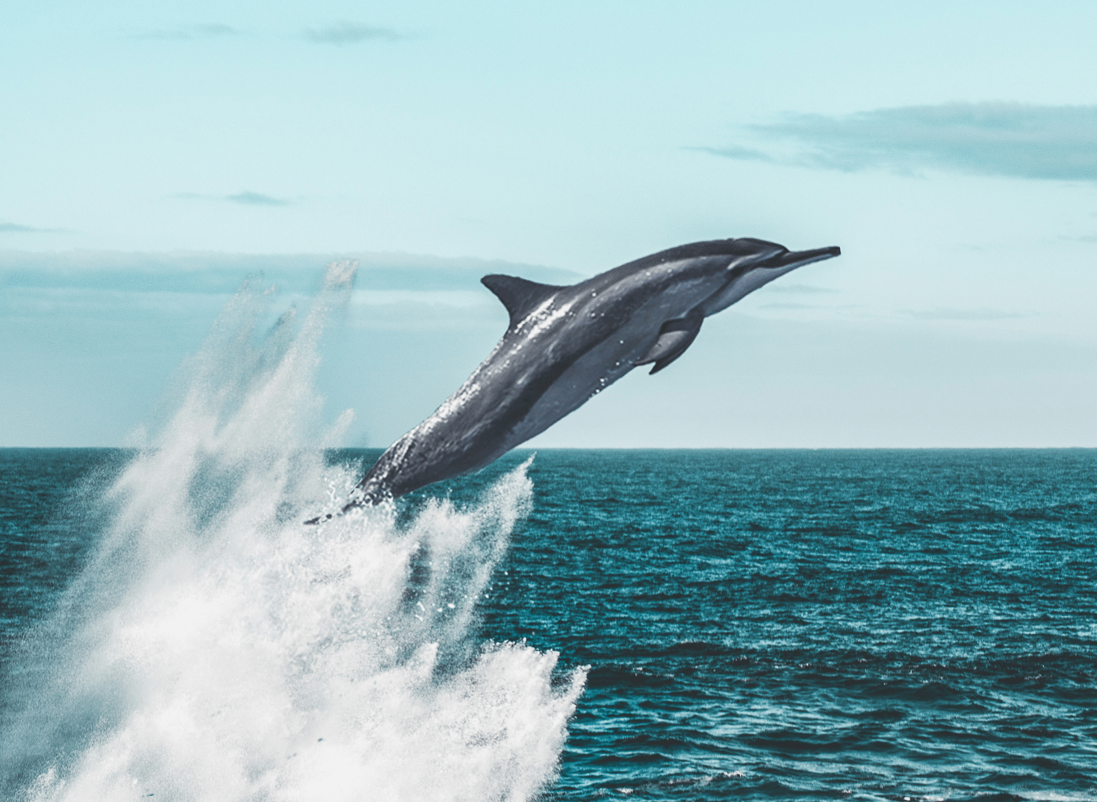 Image of a dolphin leaping out of the water.