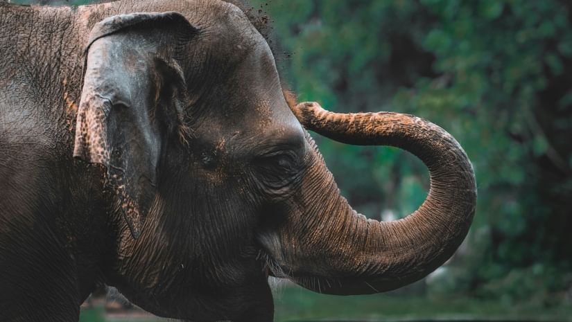 A dramatic, close-up vertical shot of an elephant's head and trunk, with a splash of dirt in the air.