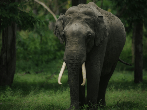 An elephant partially hidden in a shaded forest area, walking through tall trees and undergrowth in low natural light.