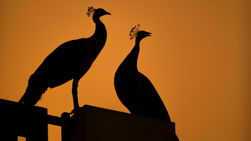 Silhouettes of two peacocks perched upon a wall at Tirupati Zoo.