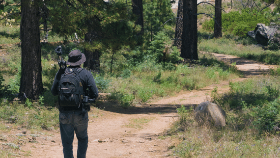 A man trekking down the forest filled with pine trees.
