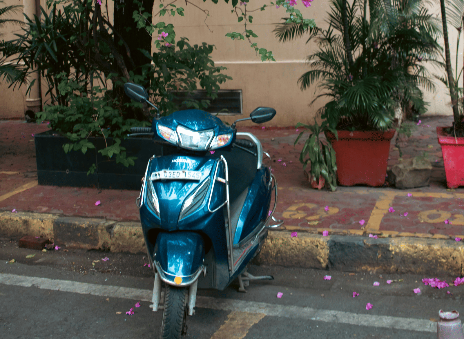 A blue scooter parked beside a flowering bougainvillea tree.