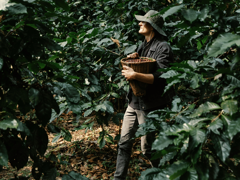 A person stands amongst lush green coffee plants in a dense plantation, holding a wooden crate for the harvest.