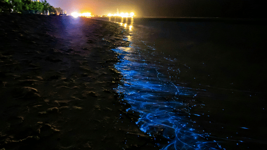Bioluminescent blue waves glowing along a dark sandy shoreline at night, with reflections on the water and distant lights in the background.