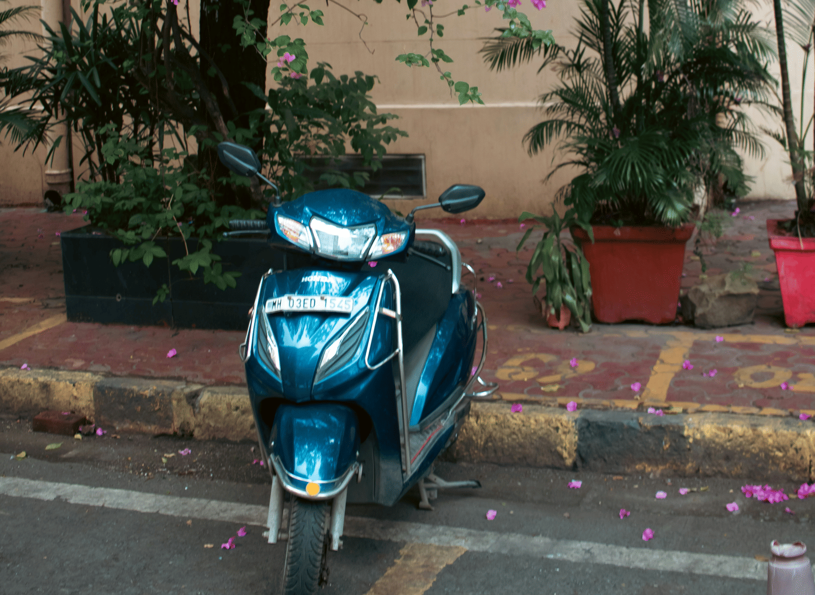 A blue scooter parked beside a flowering bougainvillea tree.